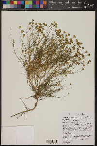 Thymophylla pentachaeta var. belenidium image