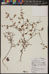 Eriogonum deflexum var. deflexum image