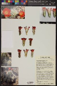 Echinocereus coccineus image