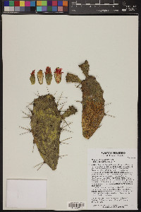 Opuntia dejecta image