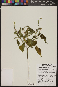 Croton ciliatoglandulifer image