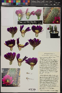 Echinocereus apachensis image