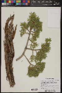 Juniperus osteosperma image