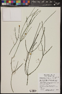 Rhipsalis baccifera image