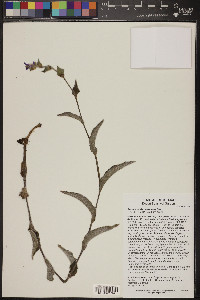 Tradescantia crassifolia image