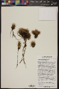 Mammillaria erythrosperma image