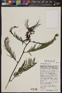 Calliandra grandiflora image