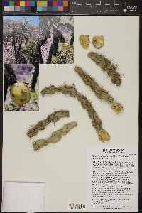 Cylindropuntia imbricata image