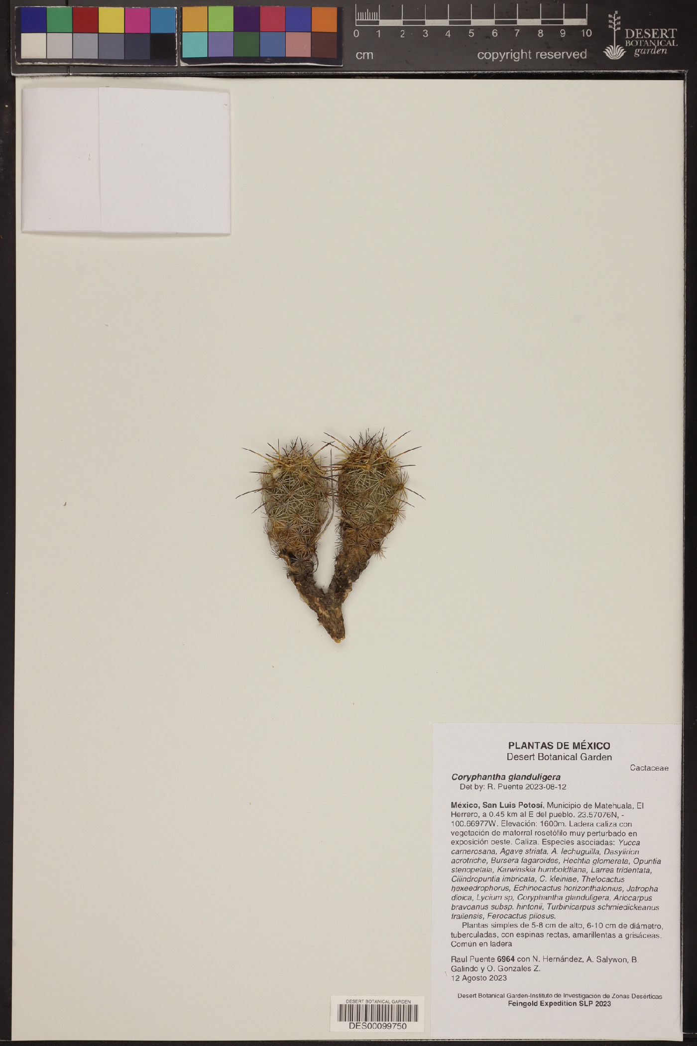 Coryphantha glanduligera image
