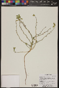 Reverchonia arenaria image