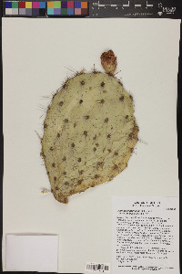 Opuntia engelmannii image