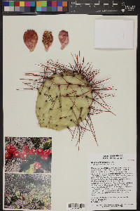 Opuntia stenopetala image