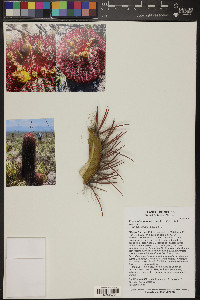 Ferocactus pilosus image