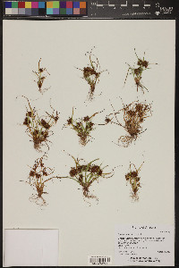 Cyperus squarrosus image