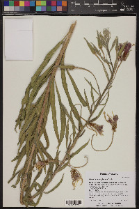 Oenothera longissima image