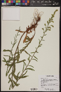 Solidago velutina image