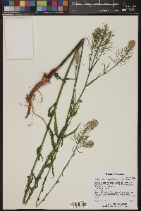 Thelypodium integrifolium image