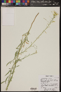 Stanleya pinnata image