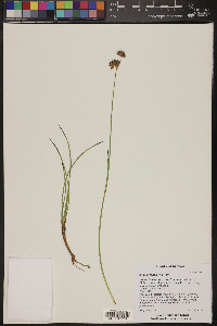 Juncus longistylis image