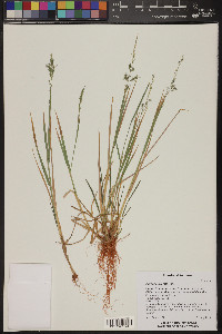 Agrostis exarata image