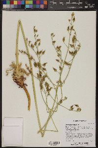 Eriogonum alatum image