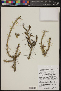 Cylindropuntia leptocaulis image