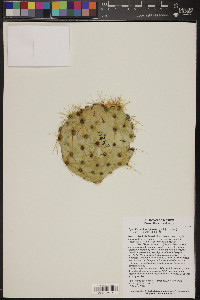 Opuntia cantabrigiensis image