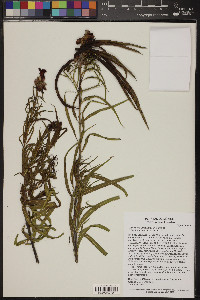 Chilopsis linearis image