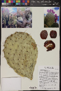 Opuntia streptacantha image