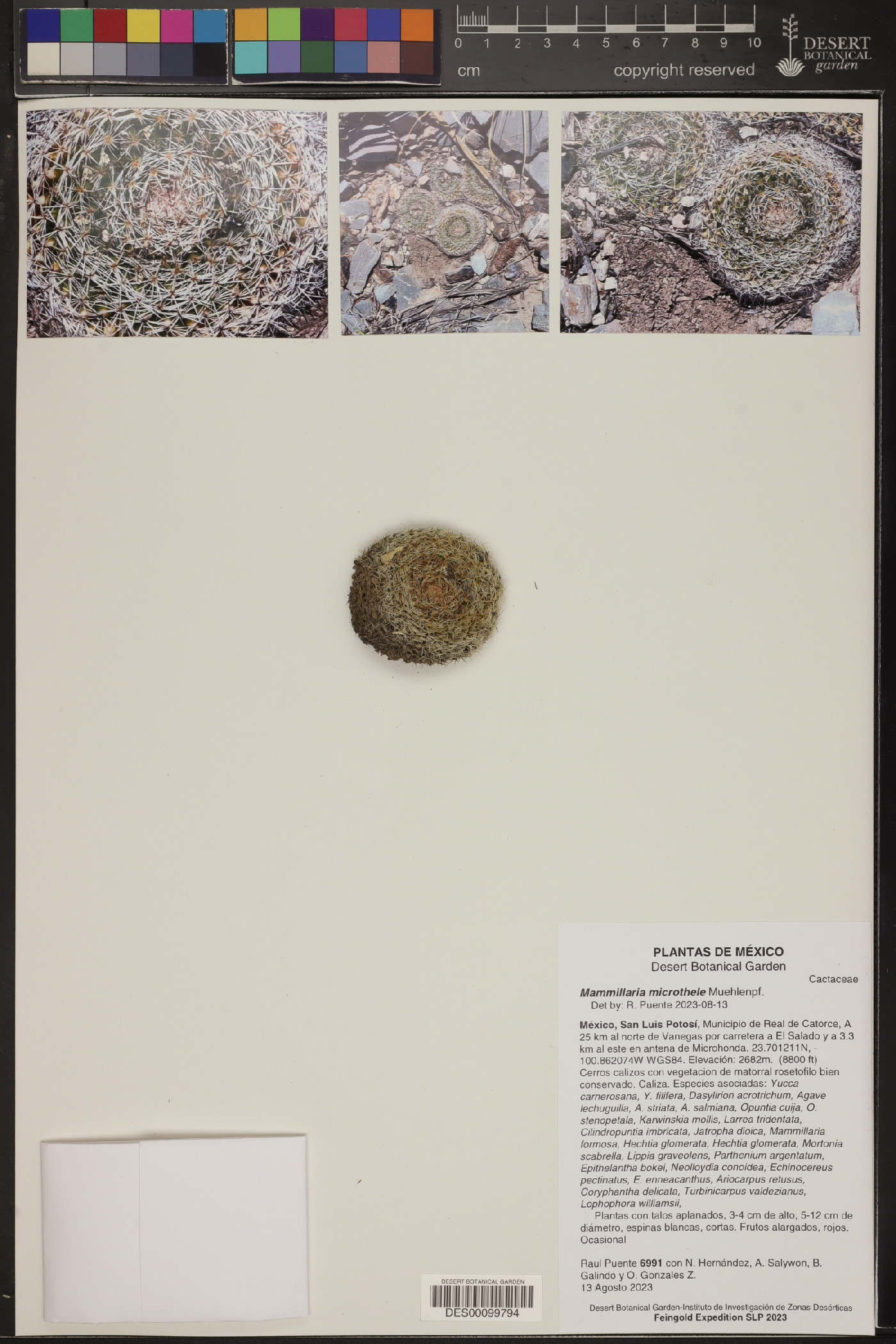 Mammillaria formosa subsp. microthele image