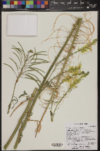 Stanleya pinnata image