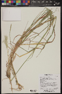 Bothriochloa barbinodis image