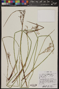 Juncus balticus subsp. ater image