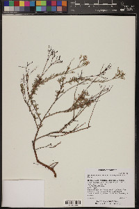 Eriogonum microthecum var. simpsonii image