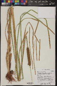 Typha domingensis image