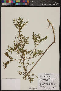 Glycyrrhiza lepidota image