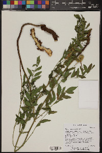 Glycyrrhiza lepidota image