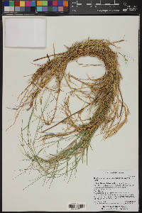 Muhlenbergia asperifolia image