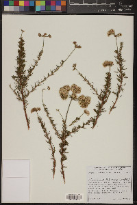 Eriogonum fasciculatum image