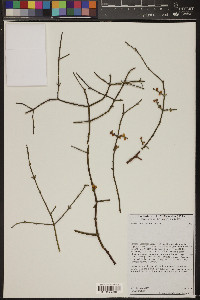 Phoradendron californicum image