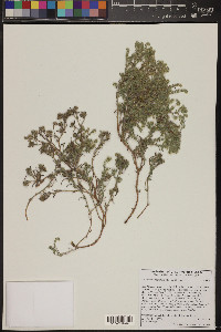 Johnstonella angustifolia image