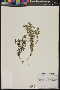 Cryptantha maritima image