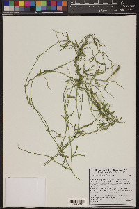 Funastrum hirtellum image