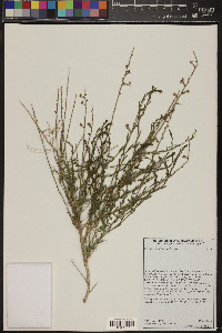 Baccharis brachyphylla image