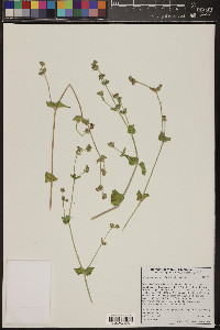 Mirabilis laevis var. villosa image