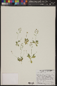 Draba cuneifolia image