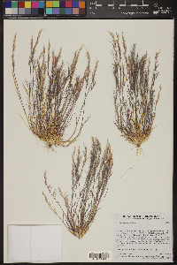 Aristida adscensionis image