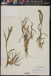 Setaria verticillata image