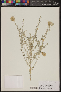 Brickellia incana image