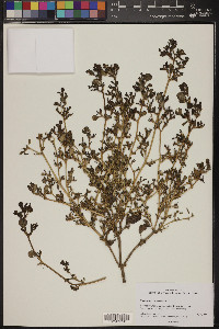 Trianthema portulacastrum image